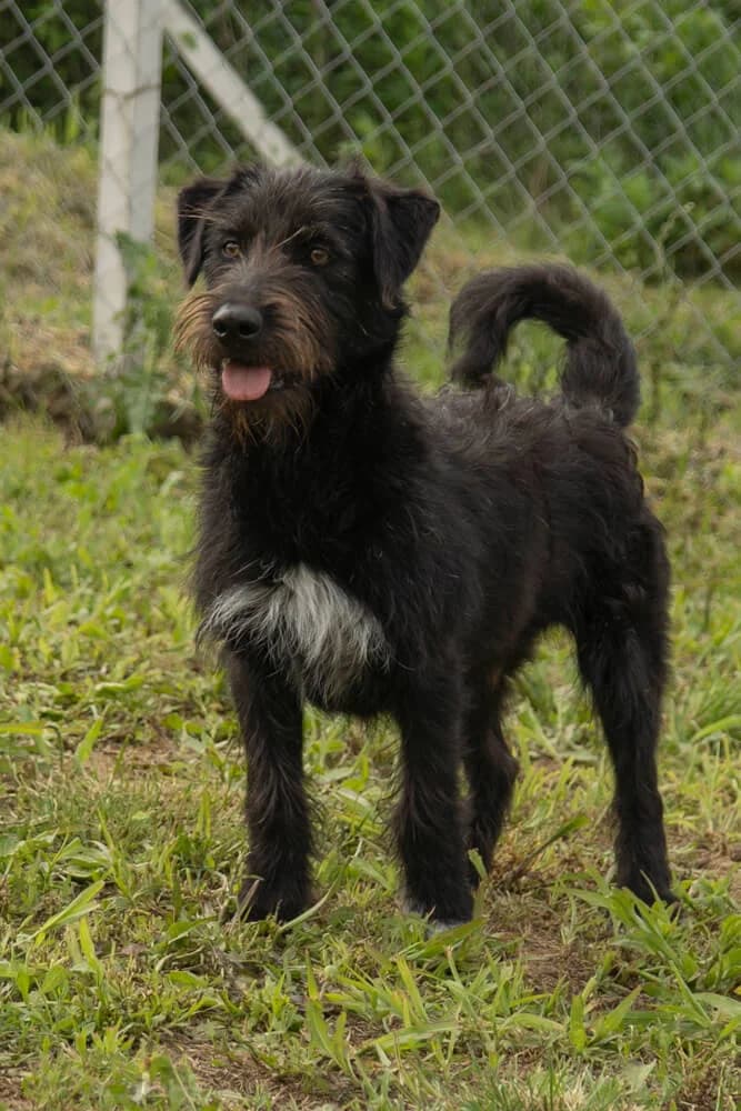 Kevin, male Mixed Breed for adoption at Animal Care Austria, Wien