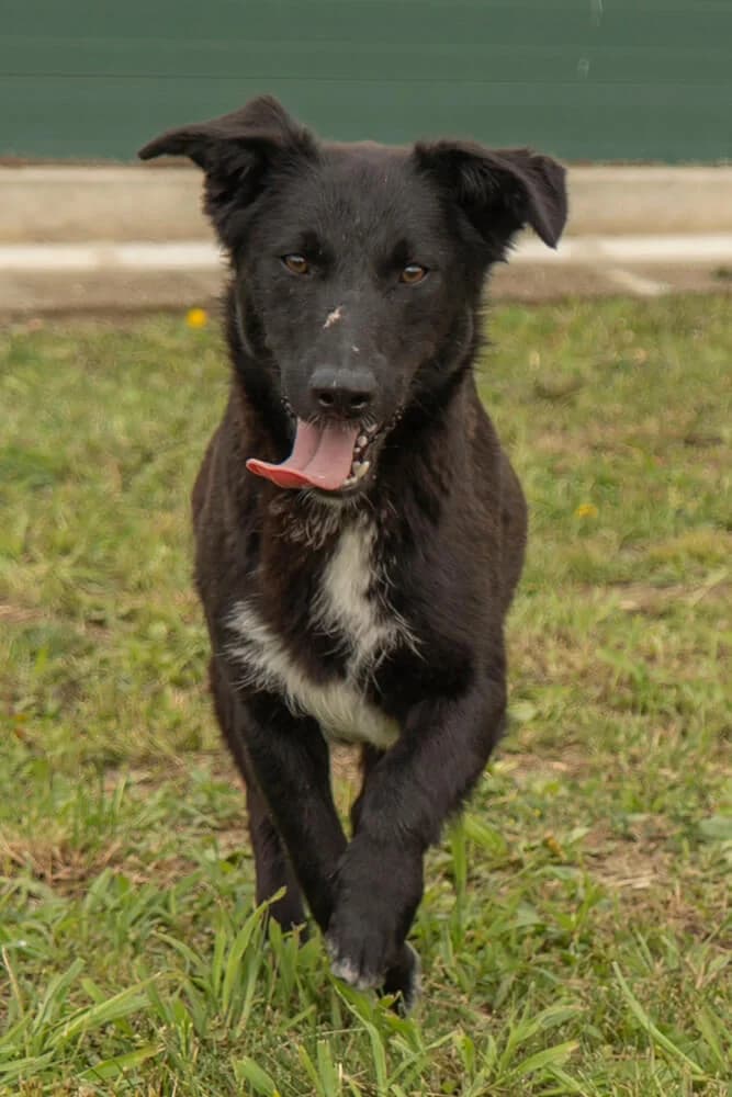 Kianu, male young Mixed Breed for adoption at Animal Care Austria, Wien