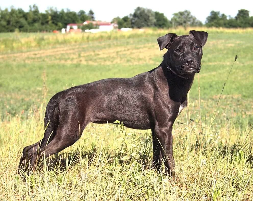 Kiki, female Mixed Breed for adoption at Animal Care Austria, Wien