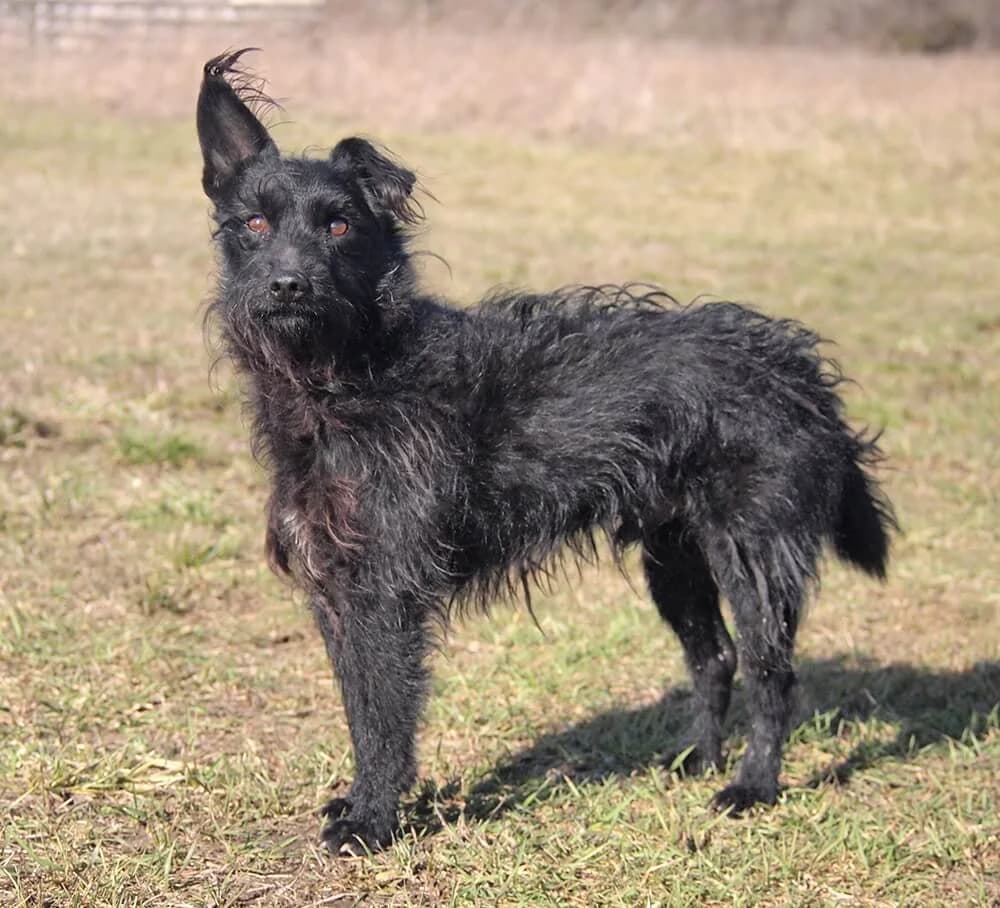 Kody, male 6yo Mixed Breed for adoption at Animal Care Austria, Wien
