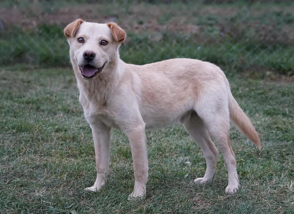 Koko, male Mixed Breed for adoption at Animal Care Austria, Austria