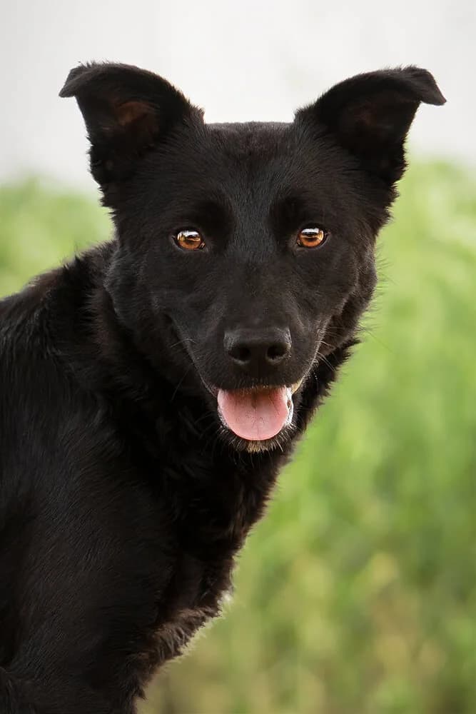 Lala, female young Mixed Breed for adoption at Animal Care Austria, Wien