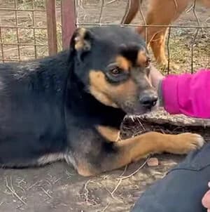 Lalo, male 4yo Mixed Breed for adoption at Animal Care Austria, Wien