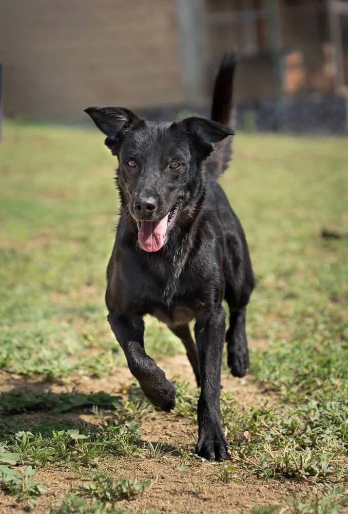 Laola, female young Mixed Breed for adoption at Animal Care Austria, Wien
