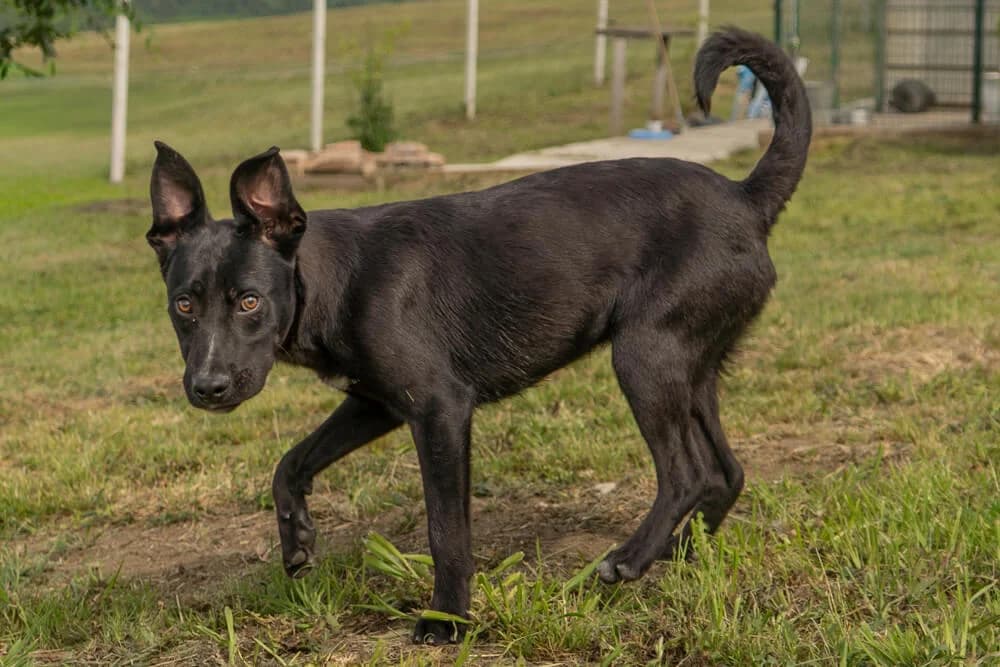 Larry, male young Mixed Breed for adoption at Animal Care Austria, Wien