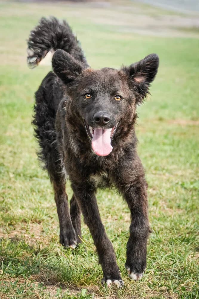 Laura, female young Mixed Breed for adoption at Animal Care Austria, Wien