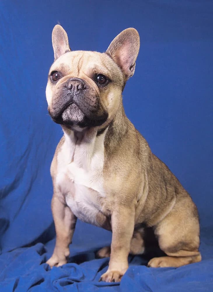 Leon, male young French Bulldog for adoption at Animal Care Austria, Wien