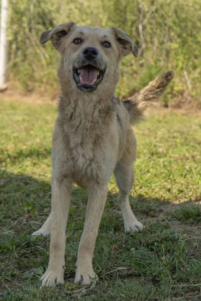 Lexi, female young Mixed Breed for adoption at Animal Care Austria, Wien