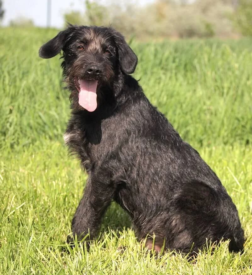 Liam, male young Mixed Breed for adoption at Animal Care Austria, Wien