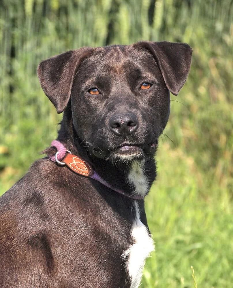 Libby, female young Mixed Breed for adoption at Animal Care Austria, Wien