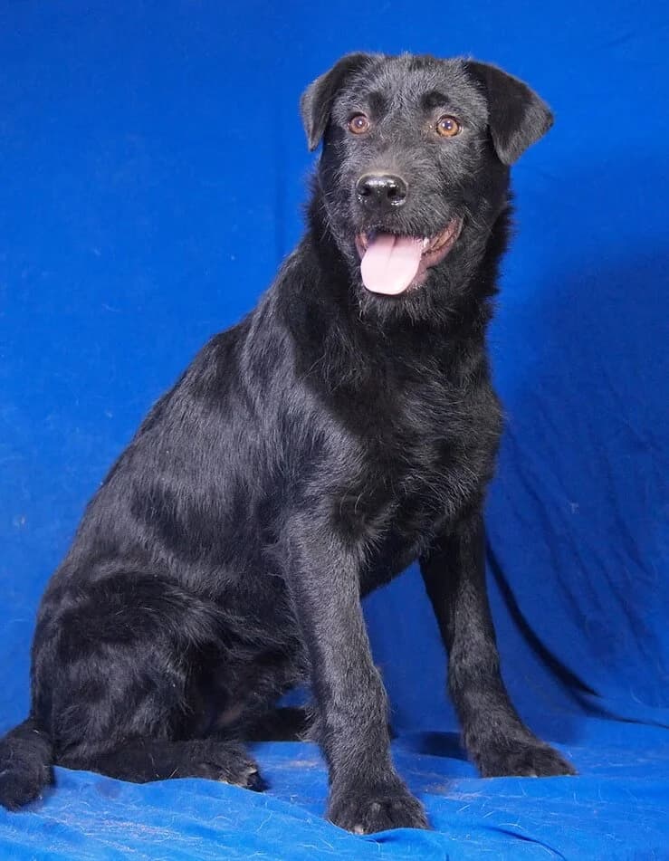 Lilla, female Mixed Breed for adoption at Animal Care Austria, Wien