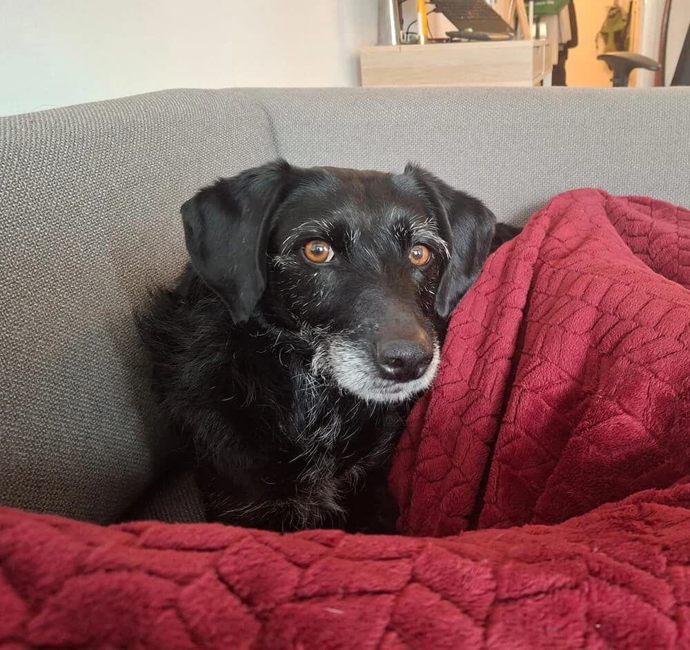 Lini, female Mixed Breed for adoption at Animal Care Austria, Wien