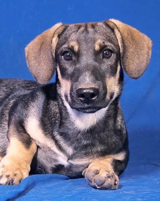 Lio, male Mixed Breed for adoption at Animal Care Austria, Wien