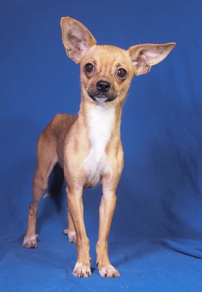 Loki, male young Chihuahua for adoption at Animal Care Austria, Wien