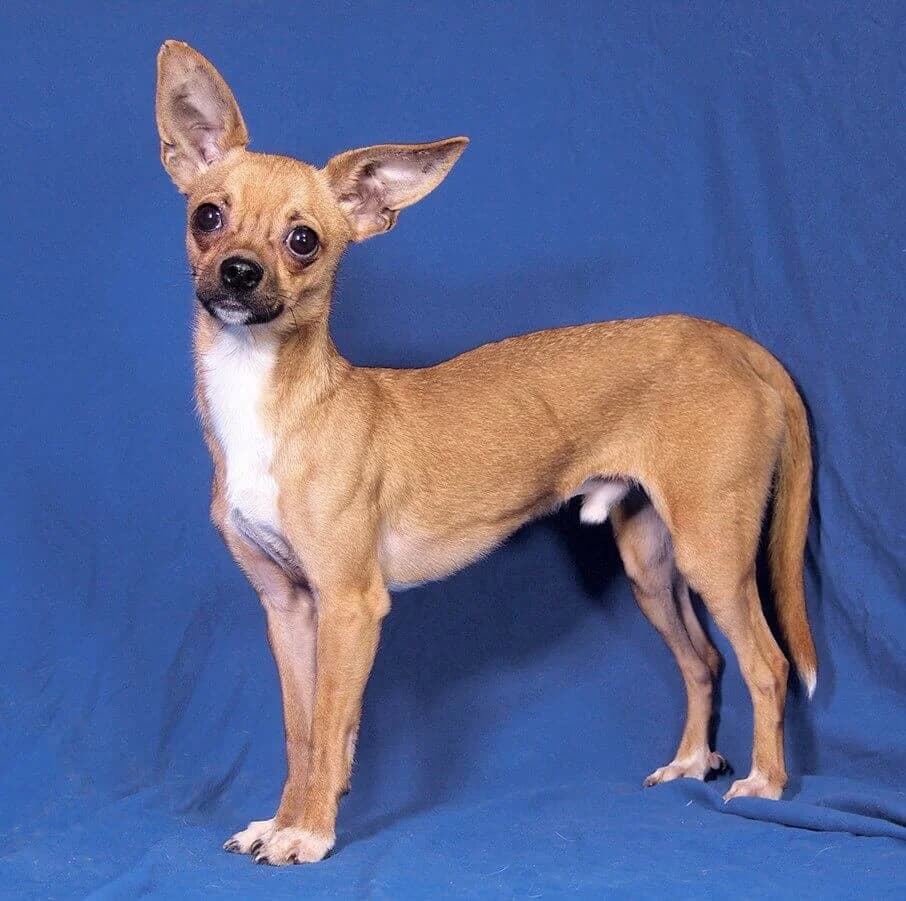 Loki, male young Chihuahua for adoption at Animal Care Austria, Wien