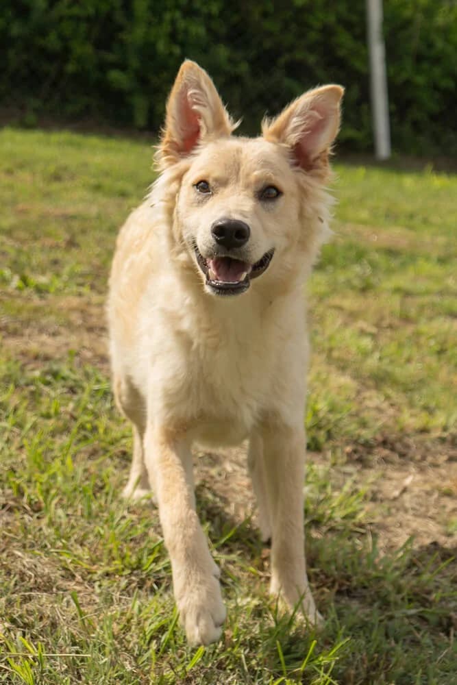 Lupo, male young Mixed Breed for adoption at Animal Care Austria, Wien