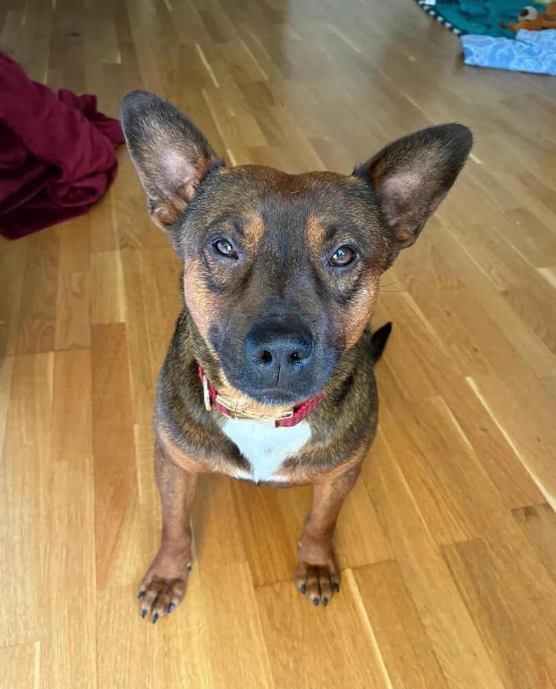 Mack, male Mixed Breed for adoption at Animal Care Austria, Wien