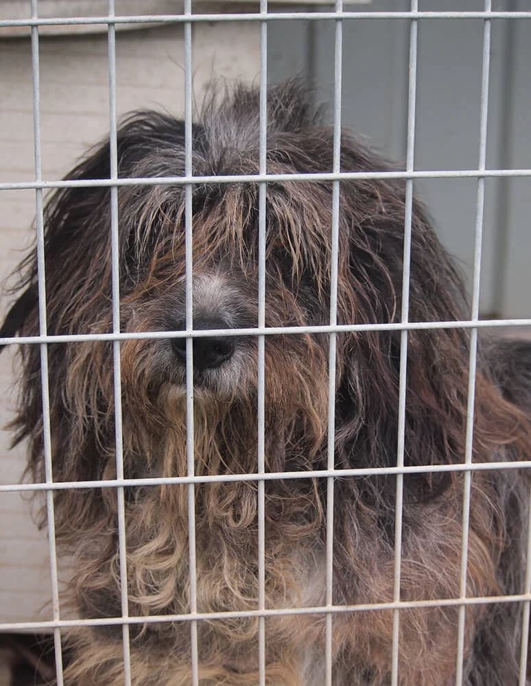Mancs, male 6yo Mixed Breed for adoption at Animal Care Austria, Wien
