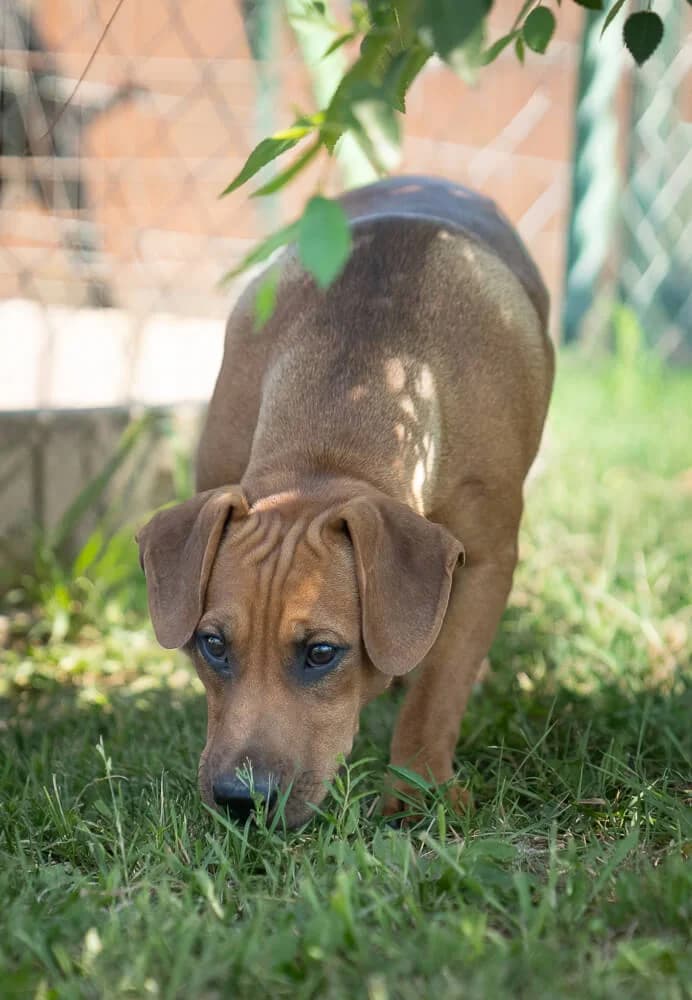 Mario, male Mixed Breed for adoption at Animal Care Austria, Austria