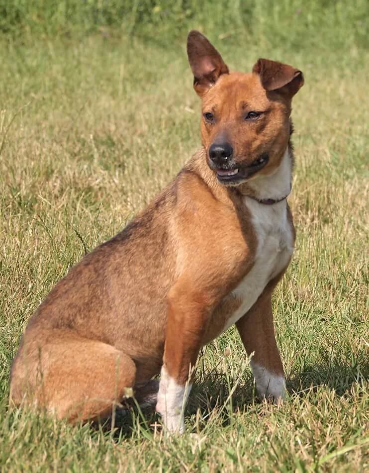Marley, male young Mixed Breed for adoption at Animal Care Austria, Wien