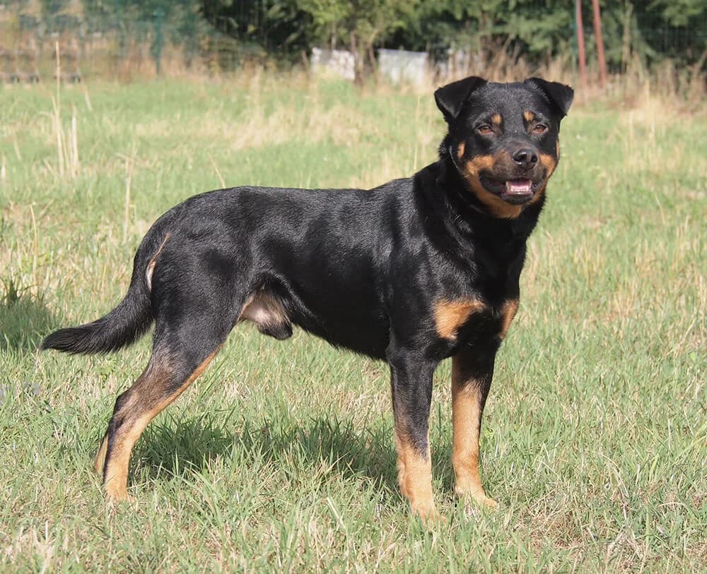 Martin, male Mixed Breed for adoption at Animal Care Austria, Wien