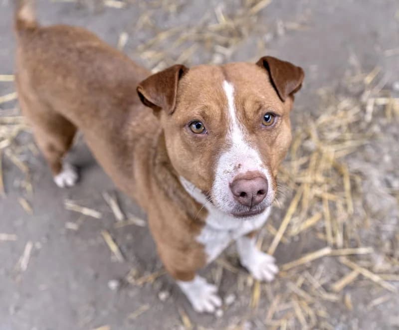 Milena, female Mixed Breed for adoption at Animal Care Austria, Wien