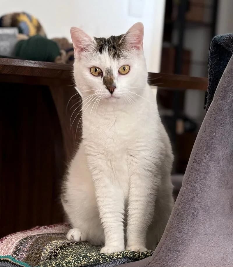 Mimi, female 5yo Mixed Breed for adoption at Animal Care Austria, Wien