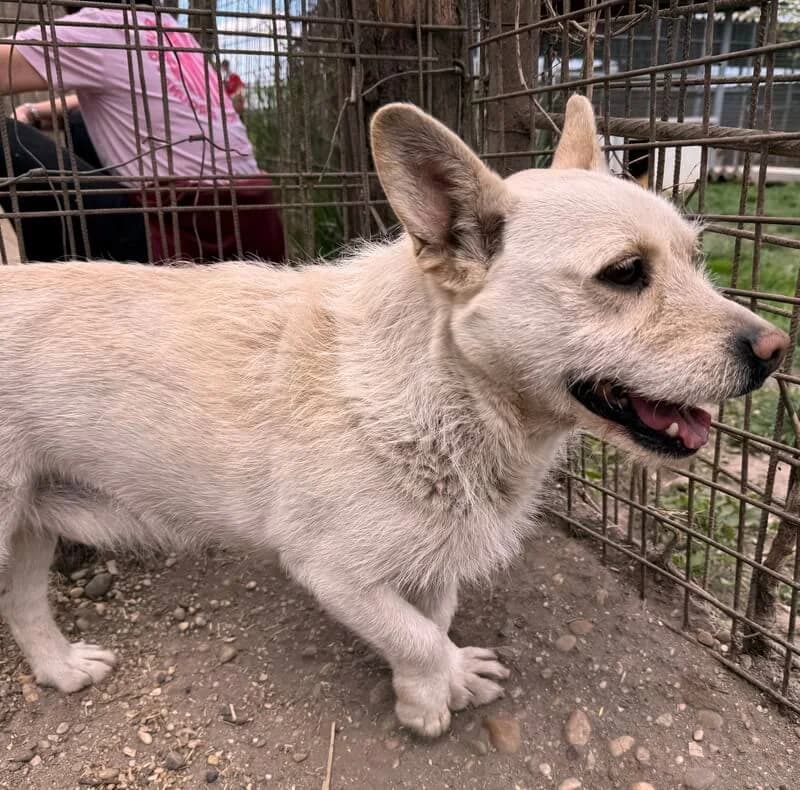 Moki, male 6yo Mixed Breed for adoption at Animal Care Austria, Wien