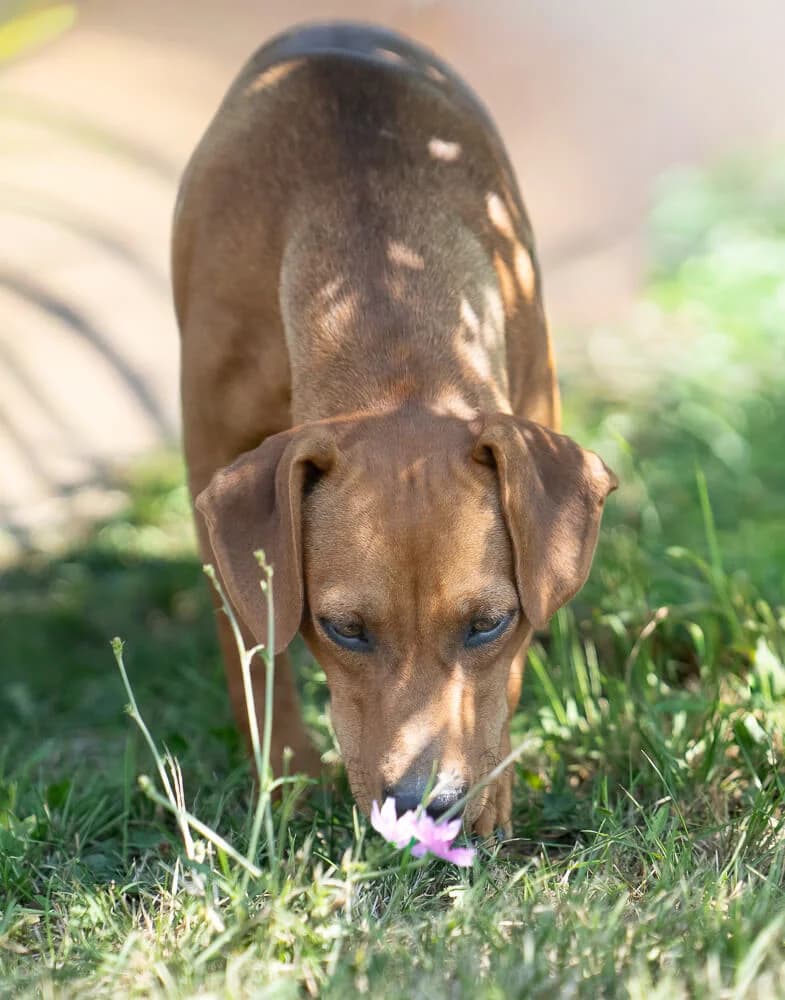 Mollie, female Mixed Breed for adoption at Animal Care Austria, Austria