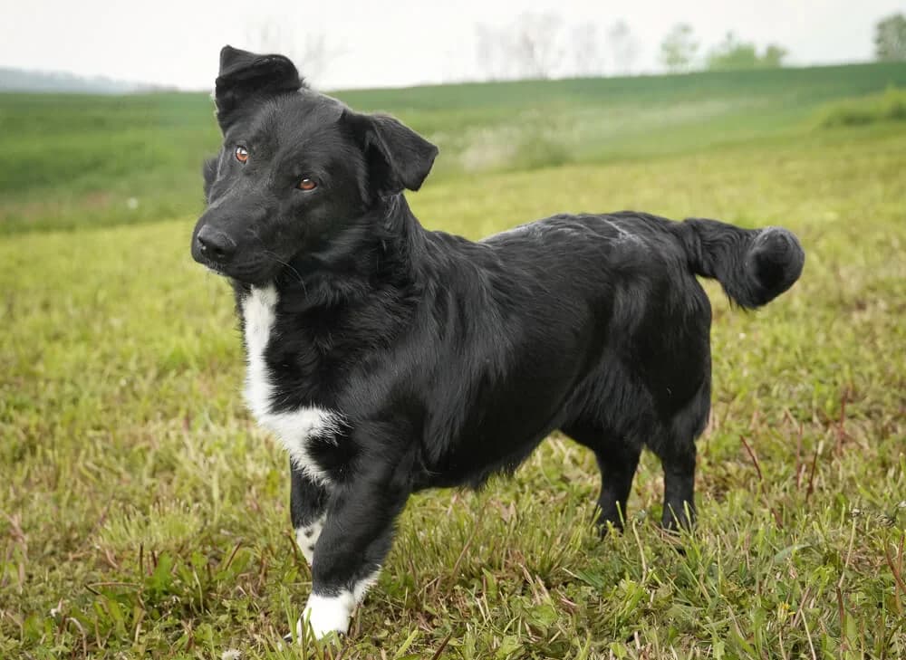 Mona, female 3yo Mixed Breed for adoption at Animal Care Austria, Wien