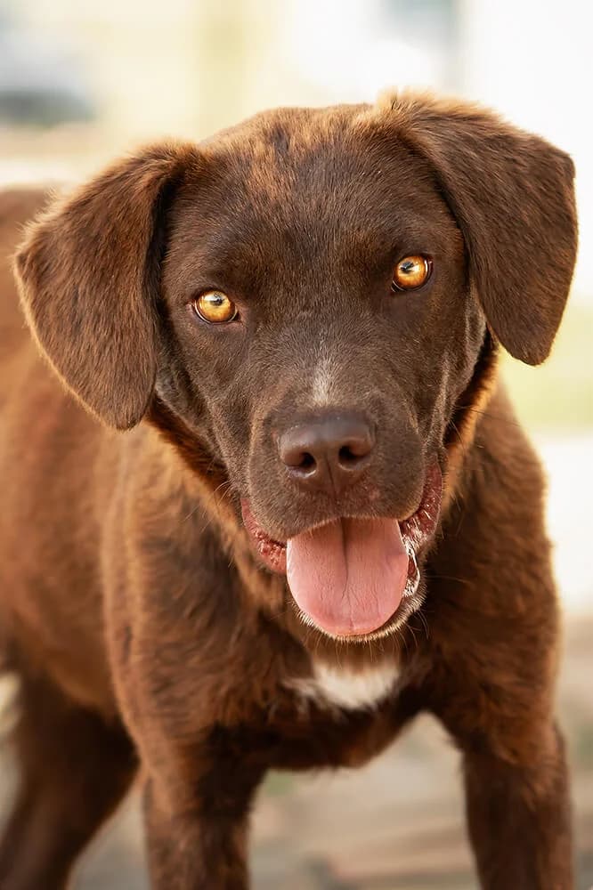 Morris, male young Mixed Breed for adoption at Animal Care Austria, Wien