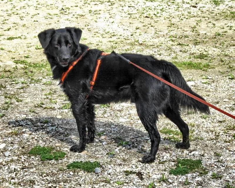 Morris, male 4yo Mixed Breed for adoption at Animal Care Austria, Wien