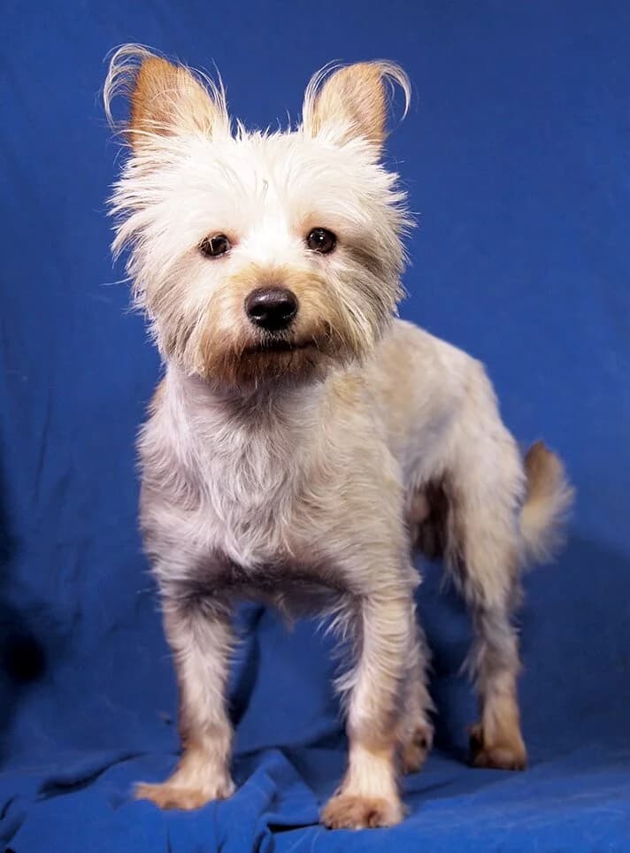 Mucki, male Yorkshire Terrier for adoption at Animal Care Austria, Wien