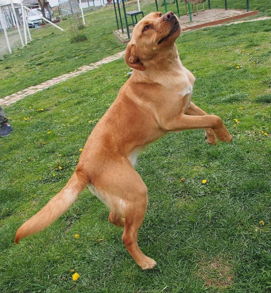 Murphy, male Mixed Breed for adoption at Animal Care Austria, Austria