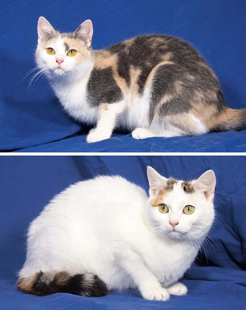 Nancy & Nessy, female Mixed Breed for adoption at Animal Care Austria, Austria