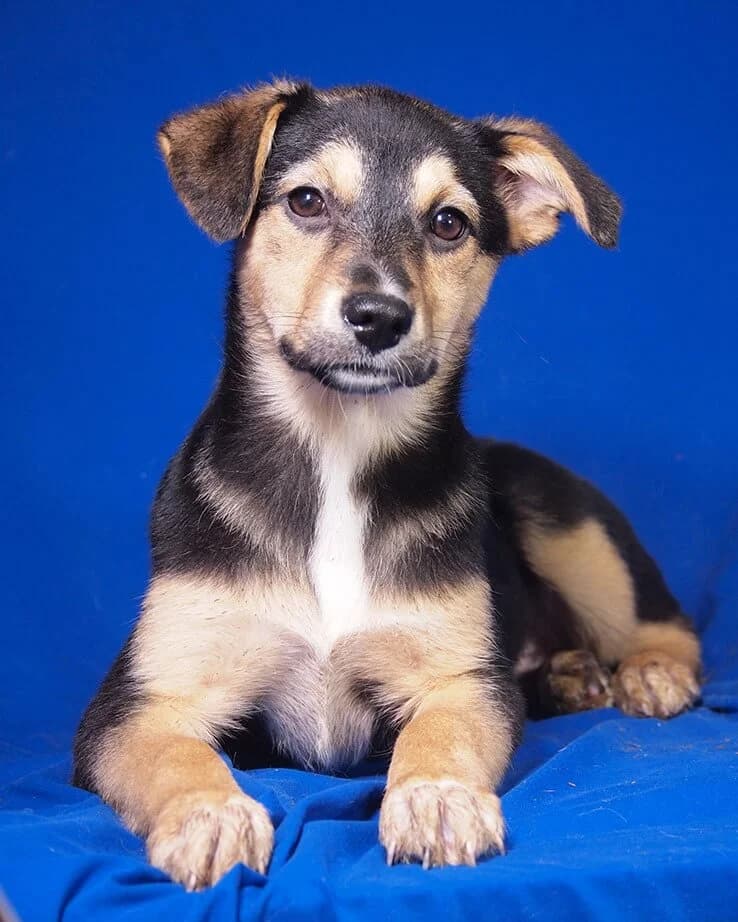Nessy, female puppy Mixed Breed for adoption at Animal Care Austria, Wien