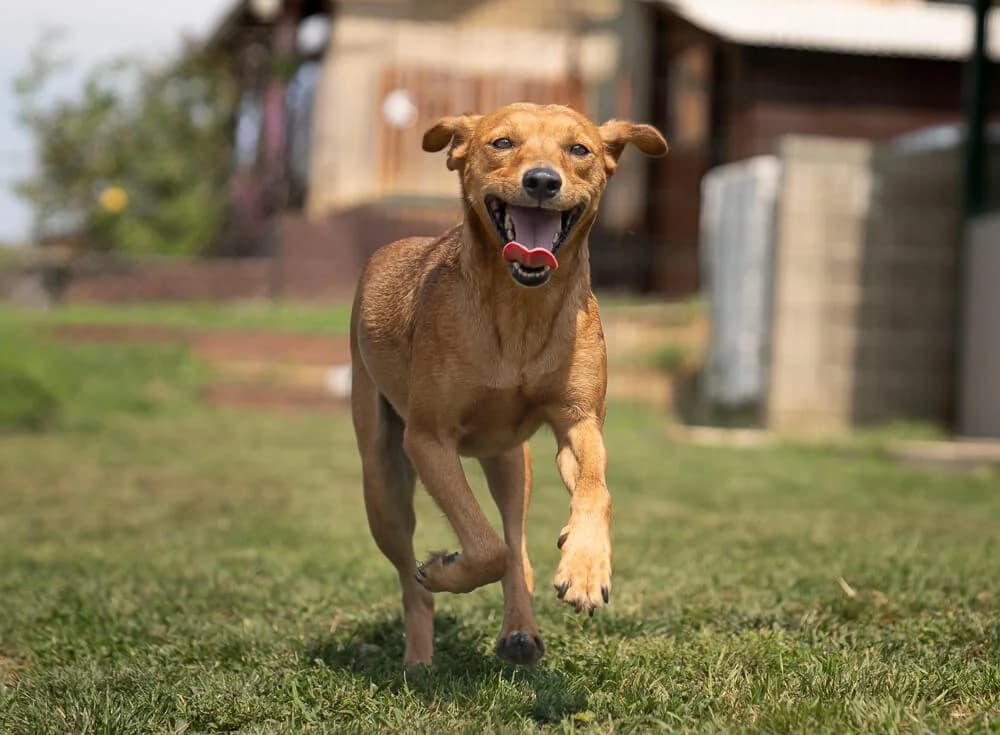 Obi, male young Mixed Breed for adoption at Animal Care Austria, Wien