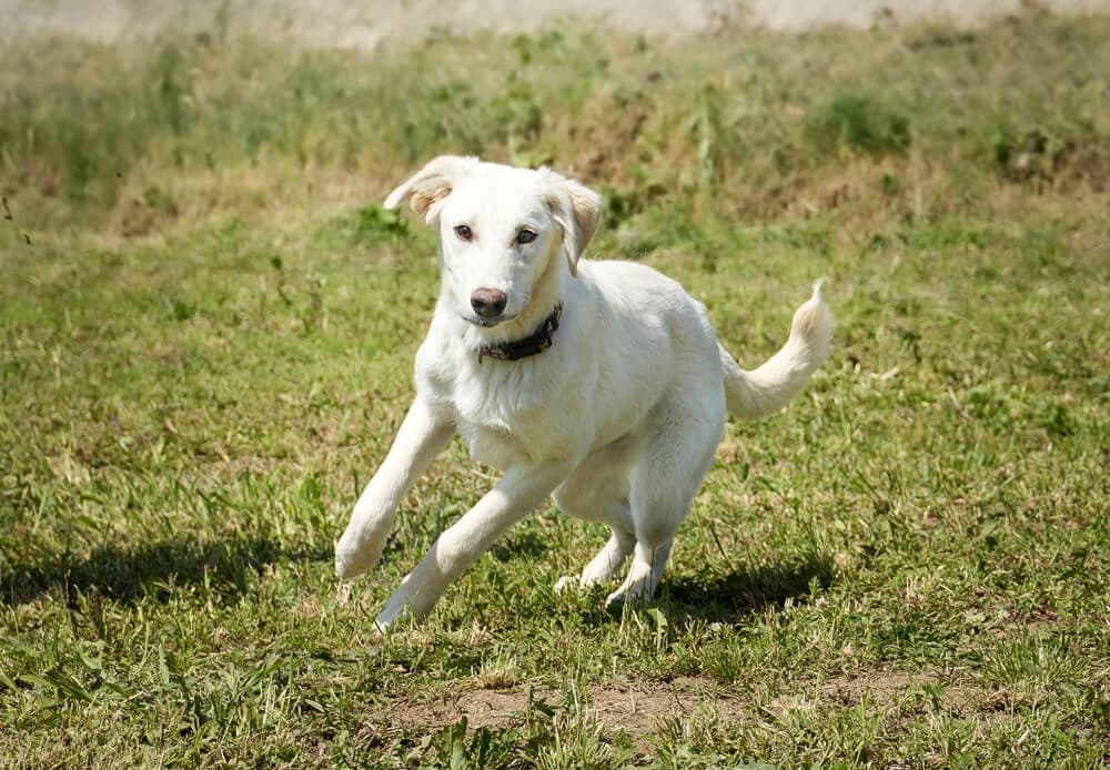 Odette, female puppy Mixed Breed for adoption at Animal Care Austria, Wien