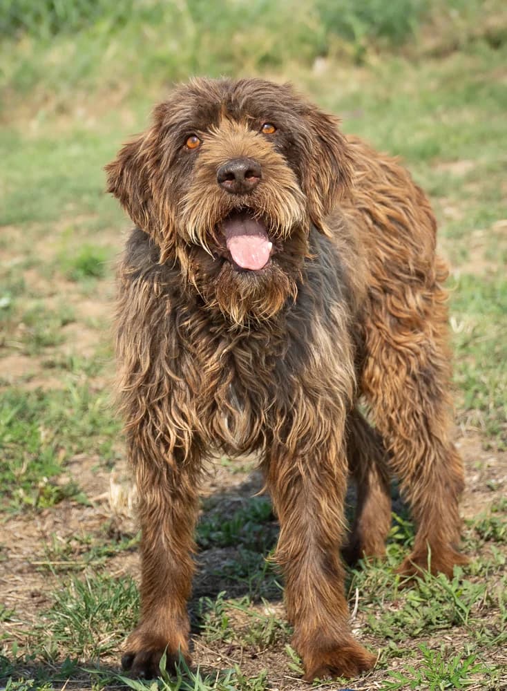 Odin, male senior Mixed Breed for adoption at Animal Care Austria, Wien