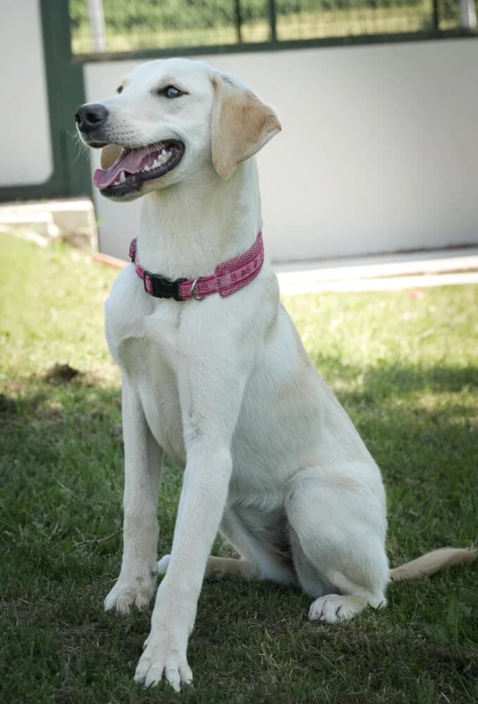 Olivera, female puppy Mixed Breed for adoption at Animal Care Austria, Wien
