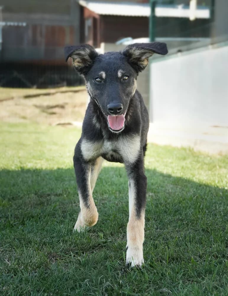 Ollie, male puppy Mixed Breed for adoption at Animal Care Austria, Wien