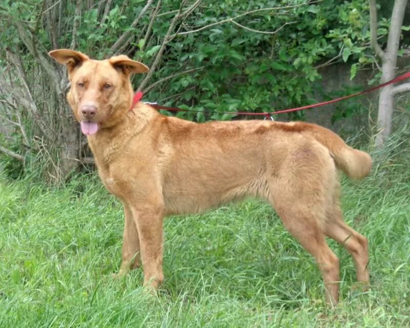 Ophelia, female senior Mixed Breed for adoption at Animal Care Austria, Wien