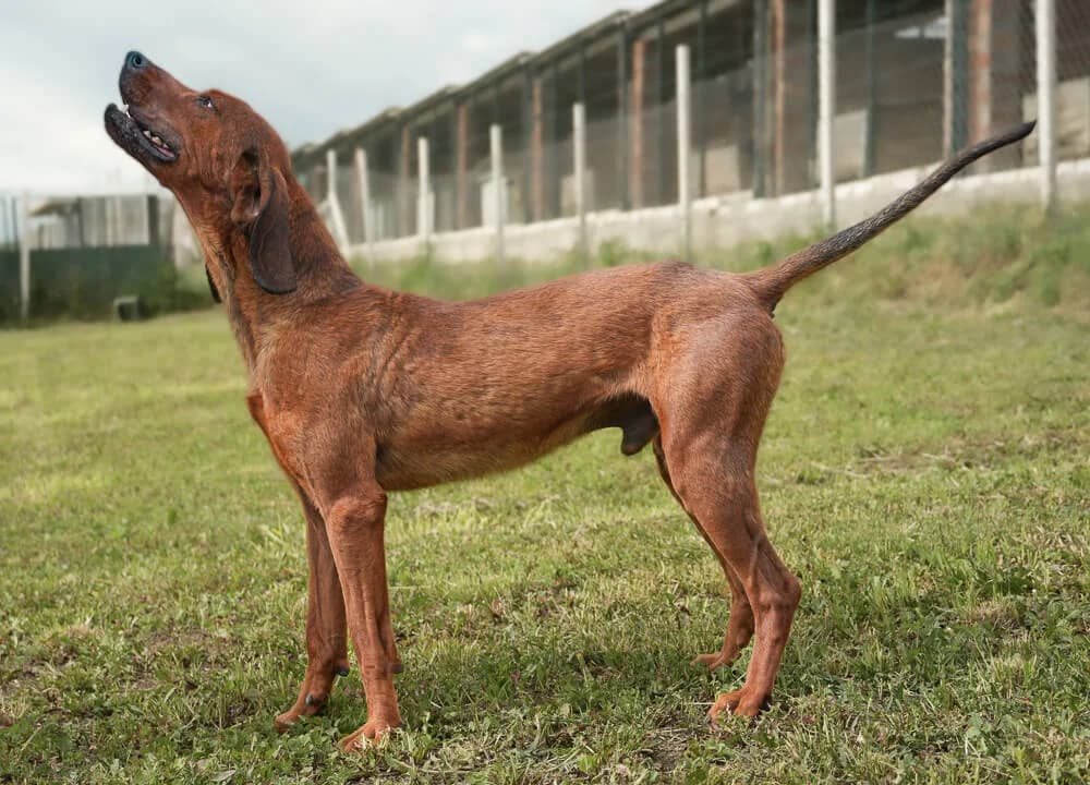 Pablo, male young Mixed Breed for adoption at Animal Care Austria, Wien