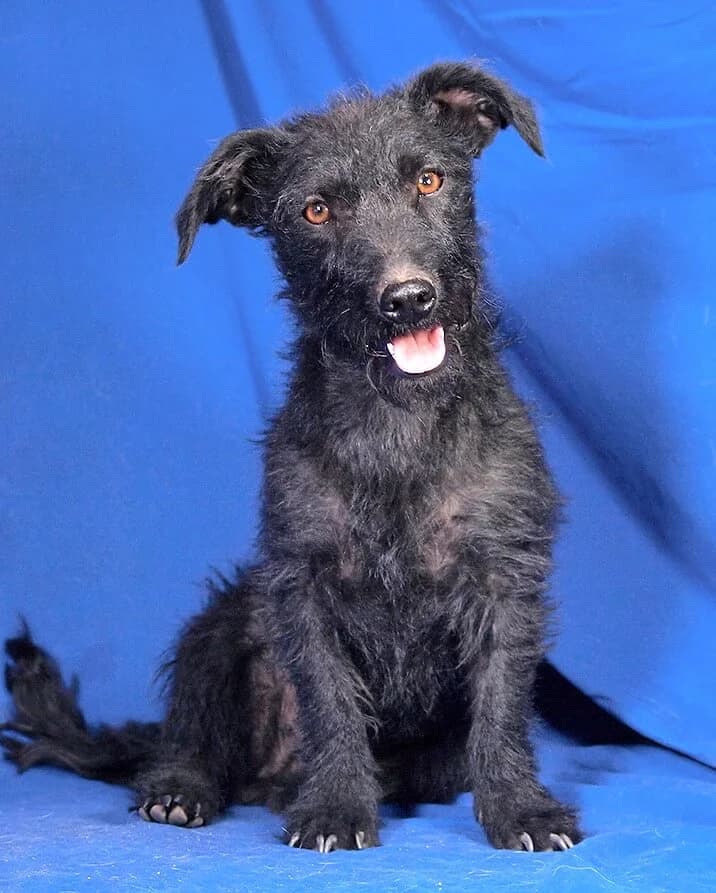 Palma, female Mixed Breed for adoption at Animal Care Austria, Wien