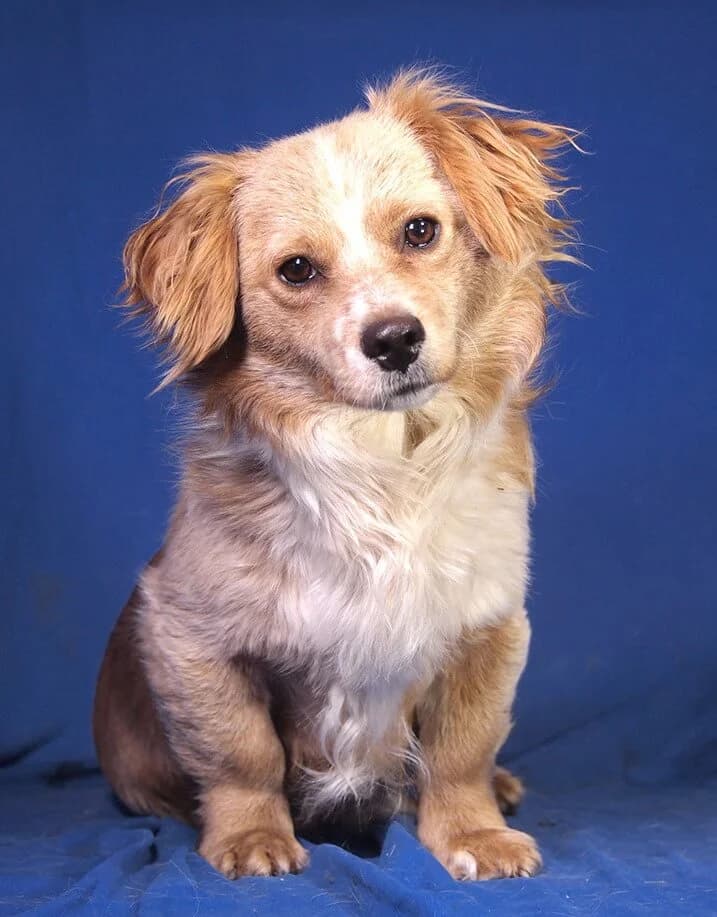 Pedro, male Mixed Breed for adoption at Animal Care Austria, Wien