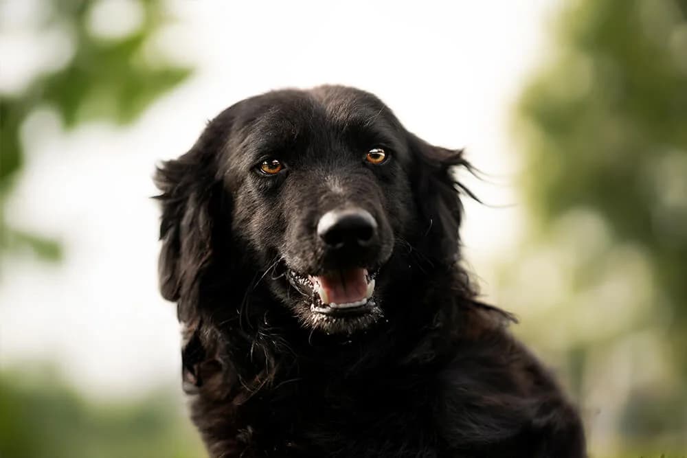 Percy, male 3yo Mixed Breed for adoption at Animal Care Austria, Wien