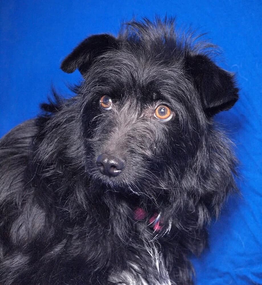 Perdy, female young Mixed Breed for adoption at Animal Care Austria, Wien