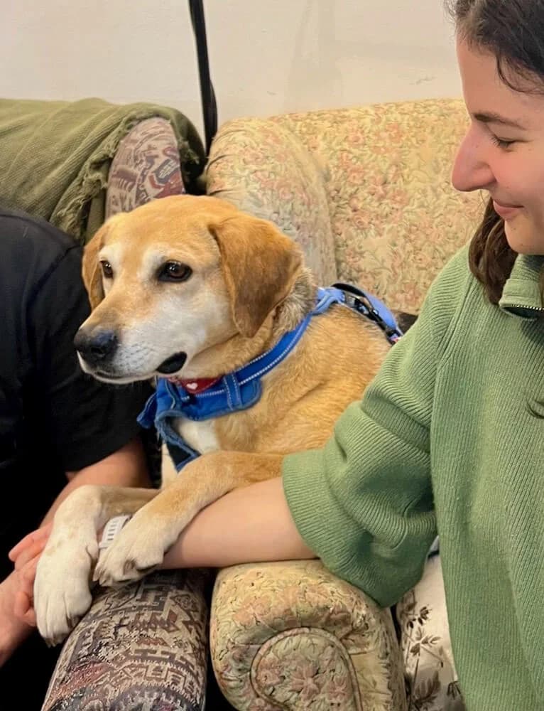 Pongo, male Mixed Breed for adoption at Animal Care Austria, Wien