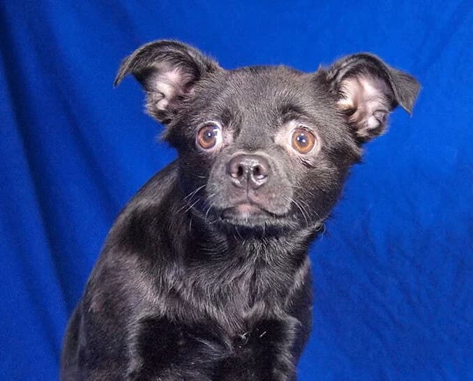 Pucki, female puppy Mixed Breed for adoption at Animal Care Austria, Wien