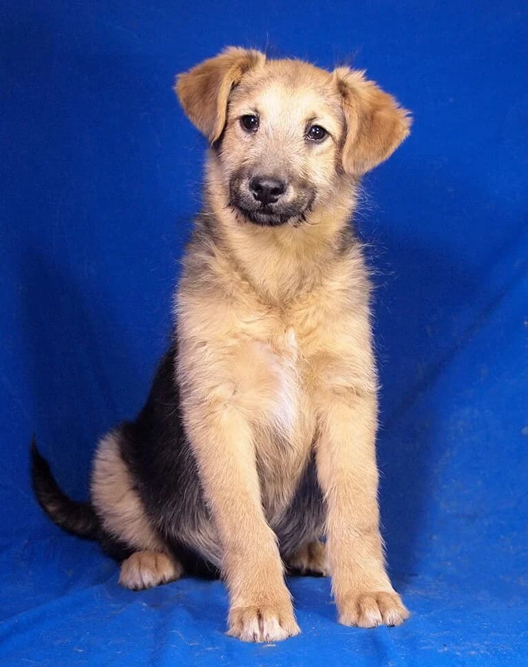 Remus, male puppy Mixed Breed for adoption at Animal Care Austria, Wien
